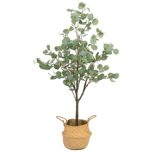 Planta permanente eucalipto verde pequeña